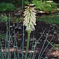 Kniphofia 'Border Ballet', Mark McDonough
