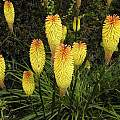 Kniphofia cultivars, Bob Rutemoeller