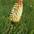Kniphofia acraea, Waainek, Cameron McMaster [Shift+click to enlarge, Click to go to wiki entry]