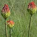 Kniphofia baurii, Naude's Nek, Bob Rutemoeller [Shift+click to enlarge, Click to go to wiki entry]