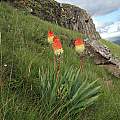 Kniphofia caulescens, Naude's Nek, Cameron McMaster [Shift+click to enlarge, Click to go to wiki entry]