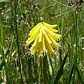 Kniphofia fibrosa, Dohne Peak, Cameron McMaster [Shift+click to enlarge, Click to go to wiki entry]