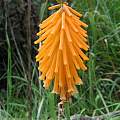 Kniphofia galpinii, Cameron McMaster [Shift+click to enlarge, Click to go to wiki entry]