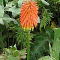 Kniphofia linearifolia, Maclear, Cameron McMaster [Shift+click to enlarge, Click to go to wiki entry]