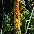 Kniphofia multiflora, Nhu Nguyen [Shift+click to enlarge, Click to go to wiki entry]