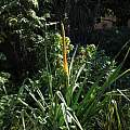 Kniphofia multiflora, Nhu Nguyen