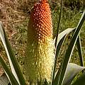 Kniphofia northiae, Cameron McMaster [Shift+click to enlarge, Click to go to wiki entry]