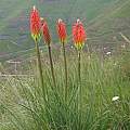 Kniphofia ritualis, Naude's Nek, Cameron McMaster [Shift+click to enlarge, Click to go to wiki entry]