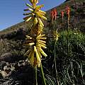 Kniphofia sarmentosa, Jan and Anne Lise Schutte-Vlok
