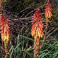 Kniphofia sarmentosa, Mary Sue Ittner [Shift+click to enlarge, Click to go to wiki entry]