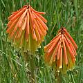Kniphofia thodei, Roy Herold [Shift+click to enlarge, Click to go to wiki entry]