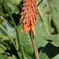 Kniphofia triangularis, Gaika's Kop, Bob Rutemoeller [Shift+click to enlarge, Click to go to wiki entry]