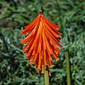 Kniphofia triangularis, Gaika's Kop,Mary Sue Ittner [Shift+click to enlarge, Click to go to wiki entry]