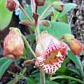 Kohleria allenii, J. Schofield Kohleria allenii, J. Schofield