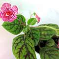 Kohleria amabilis, J. Schofield Kohleria amabilis, J. Schofield