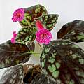 Kohleria amabilis var. amabilis, J. Schofield Kohleria amabilis var. amabilis, J. Schofield