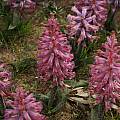 Lachenalia sp., Mary Sue Ittner