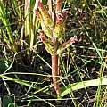 Lachenalia algoensis, iNaturalist, Foster, CC BY-NC