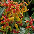 Lachenalia quadricolor, Mary Sue Ittner