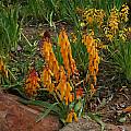 Lachenalia aloides cultivars, Mary Sue Ittner