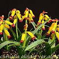 Lachenalia aloides, Bill Dijk [Shift+click to enlarge, Click to go to wiki entry]
