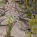 Lachenalia anguinea, David Retief [Shift+click to enlarge, Click to go to wiki entry]