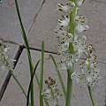 Lachenalia bachmannii, Mary Sue Ittner Lachenalia bachmannii, Mary Sue Ittner