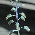 Lachenalia bolusii, Mary Sue Ittner [Shift+click to enlarge, Click to go to wiki entry]