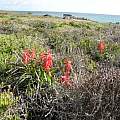 Lachenalia bulbifera, Rod Saunders Lachenalia bulbifera, Rod Saunders