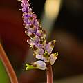 Lachenalia canaliculata, 3rd February 2019, Arnold Trachtenberg [Shift+click to enlarge, Click to go to wiki entry]