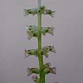 Lachenalia canaliculata, Steve Walters Lachenalia canaliculata, Steve Walters