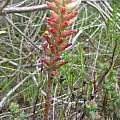 Lachenalia capensis, Lara, iNaturalist, CC BY-NC