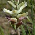 Lachenalia capensis, Jan-Hendrik Keet, iNaturalist, CC BY-NC