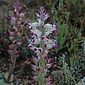 Lachenalia carnosa, Bob Rutemoeller
