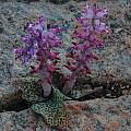 Lachenalia carnosa, Namaqualand, Bob Rutemoeller