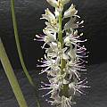 Lachenalia comptonii, Bob Rutemoeller [Shift+click to enlarge, Click to go to wiki entry]