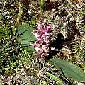 Lachenalia congesta, Middelpos, Camerom McMaster [Shift+click to enlarge, Click to go to wiki entry]