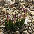 Lachenalia membranacea, UCBG, Nhu Nguyen [Shift+click to enlarge, Click to go to wiki entry]