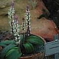 Lachenalia membranacea, Kirstenbosch, Mary Sue Ittner