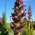 Lachenalia suaveolens, Alan Horstmann