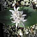 Lachenalia ensifolia, Nhu Nguyen Lachenalia ensifolia, Nhu Nguyen