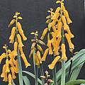 Lachenalia flava, Richard Sullivan Lachenalia flava, Richard Sullivan