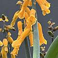 Lachenalia flava, Richard Sullivan Lachenalia flava, Richard Sullivan