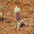 Lachenalia glaucophylla, Alan Horstmann Lachenalia glaucophylla, Alan Horstmann