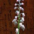 Lachenalia juncifolia, Mary Sue Ittner [Shift+click to enlarge, Click to go to wiki entry]