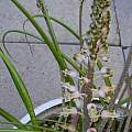 Lachenalia juncifolia, Mary Sue Ittner
