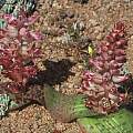Lachenalia kliprandensis, Rod Saunders