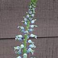 Lachenalia mediana, Mary Sue Ittner [Shift+click to enlarge, Click to go to wiki entry]