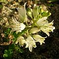 Lachenalia namibiensis, Alan Horstmann [Shift+click to enlarge, Click to go to wiki entry]