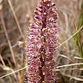 Lachenalia nervosa, Cameron McMaster [Shift+click to enlarge, Click to go to wiki entry]